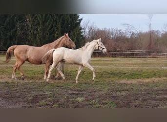 Cheval de sport hongrois, Étalon, 4 Ans, 161 cm, Cremello