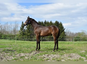 Cheval de sport hongrois, Étalon, 4 Ans, 162 cm, Isabelle