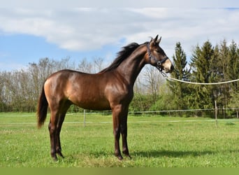 Cheval de sport hongrois, Étalon, 4 Ans, 162 cm, Isabelle