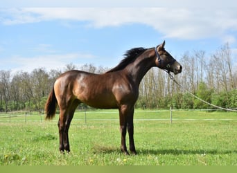 Cheval de sport hongrois, Étalon, 4 Ans, 162 cm, Isabelle