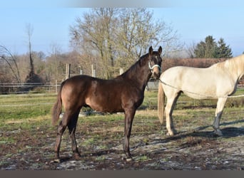 Cheval de sport hongrois, Étalon, 4 Ans, 162 cm, Isabelle