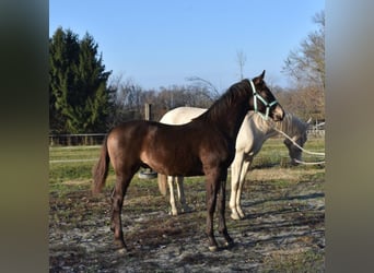 Cheval de sport hongrois, Étalon, 4 Ans, 162 cm, Isabelle