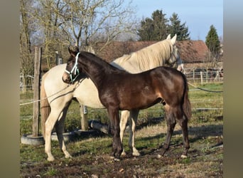 Cheval de sport hongrois, Étalon, 4 Ans, 162 cm, Isabelle