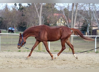 Cheval de sport hongrois, Étalon, 5 Ans, 160 cm, Alezan brûlé