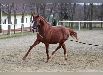 Cheval de sport hongrois, Étalon, 5 Ans, 160 cm, Alezan brûlé