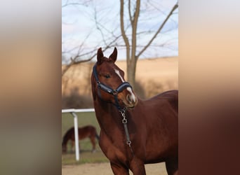 Cheval de sport hongrois, Étalon, 5 Ans, 160 cm, Alezan brûlé