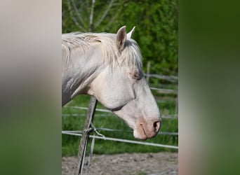 Cheval de sport hongrois, Étalon, 5 Ans, 163 cm, Cremello