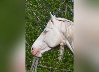 Cheval de sport hongrois, Étalon, 5 Ans, 163 cm, Cremello