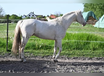 Cheval de sport hongrois, Étalon, 5 Ans, 163 cm, Cremello