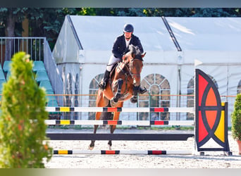 Cheval de sport hongrois, Étalon, 7 Ans, 180 cm, Bai brun