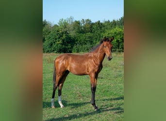 Cheval de sport hongrois, Étalon, Poulain (01/2024), 153 cm, Bai cerise