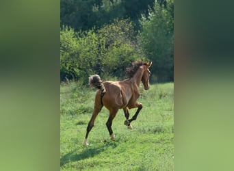 Cheval de sport hongrois, Étalon, Poulain (01/2024), 153 cm, Bai cerise