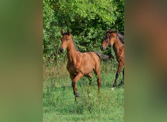 Cheval de sport hongrois, Étalon, Poulain (01/2024), 155 cm, Bai cerise