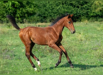 Cheval de sport hongrois, Étalon, Poulain (01/2024), 155 cm, Bai cerise