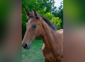 Cheval de sport hongrois, Étalon, Poulain (01/2024), 155 cm, Bai cerise