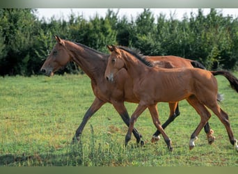 Cheval de sport hongrois, Étalon, Poulain (01/2024), 155 cm, Bai cerise