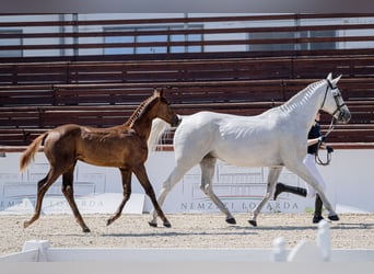 Cheval de sport hongrois, Étalon, Poulain (03/2026), 178 cm, Alezan brûlé