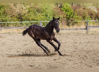 Cheval de sport hongrois, Étalon, Poulain (06/2026), Noir