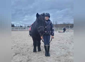 Cheval de sport hongrois, Hongre, 10 Ans, 115 cm, Noir