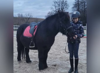 Cheval de sport hongrois, Hongre, 10 Ans, 115 cm, Noir