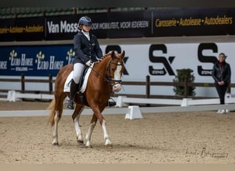 Cheval de sport hongrois, Hongre, 10 Ans, 149 cm, Alezan