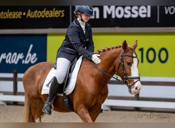 Cheval de sport hongrois, Hongre, 10 Ans, 149 cm, Alezan