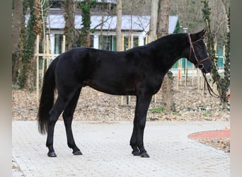 Cheval de sport hongrois, Hongre, 10 Ans, 160 cm, Bai brun foncé
