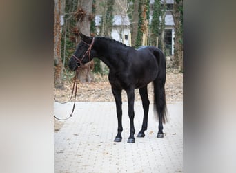 Cheval de sport hongrois, Hongre, 10 Ans, 160 cm, Bai brun foncé