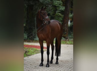 Cheval de sport hongrois, Hongre, 10 Ans, 165 cm, Bai