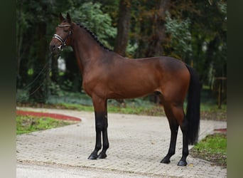 Cheval de sport hongrois, Hongre, 10 Ans, 165 cm, Bai