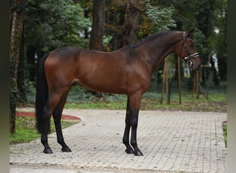 Cheval de sport hongrois, Hongre, 10 Ans, 165 cm, Bai