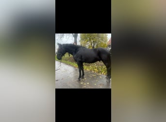 Cheval de sport hongrois, Hongre, 10 Ans, 165 cm, Noir