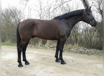 Cheval de sport hongrois, Hongre, 10 Ans, 168 cm, Noir