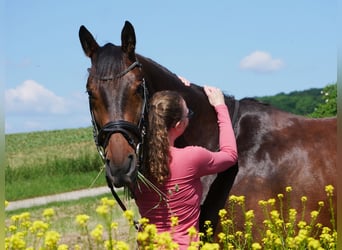 Cheval de sport hongrois, Hongre, 10 Ans, 170 cm, Bai