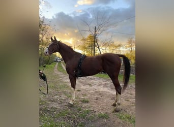 Cheval de sport hongrois, Hongre, 11 Ans, 160 cm, Alezan brûlé