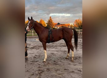 Cheval de sport hongrois, Hongre, 11 Ans, 160 cm, Alezan brûlé