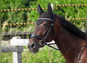 Cheval de sport hongrois, Hongre, 11 Ans, 162 cm, Bai brun