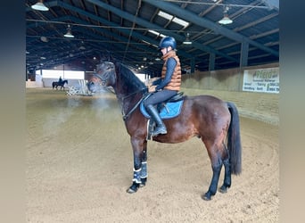 Cheval de sport hongrois, Hongre, 11 Ans, 163 cm, Bai brun