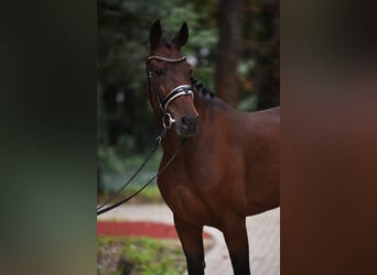 Cheval de sport hongrois, Hongre, 11 Ans, 165 cm, Bai