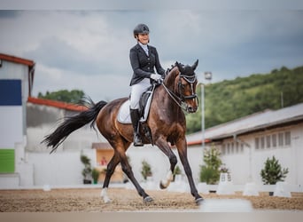 Cheval de sport hongrois, Hongre, 11 Ans, 165 cm, Bai