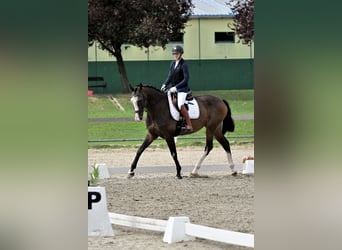Cheval de sport hongrois, Hongre, 11 Ans, 170 cm, Bai brun