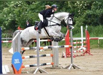 Cheval de sport hongrois, Hongre, 11 Ans, 172 cm, Gris