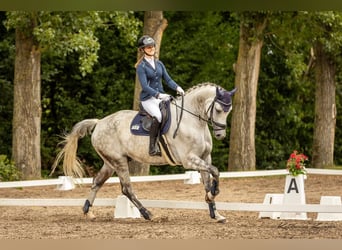 Cheval de sport hongrois, Hongre, 11 Ans, 172 cm, Gris