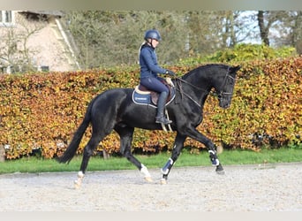 Cheval de sport hongrois, Hongre, 11 Ans, 174 cm