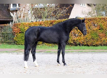 Cheval de sport hongrois, Hongre, 11 Ans, 174 cm