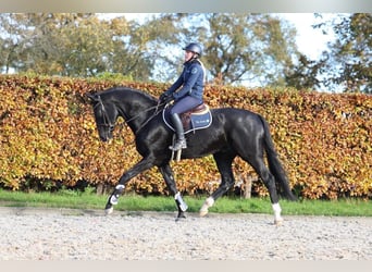 Cheval de sport hongrois, Hongre, 11 Ans, 174 cm, Noir