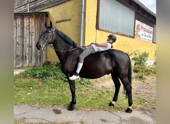 Cheval de sport hongrois, Hongre, 12 Ans, 162 cm, Noir