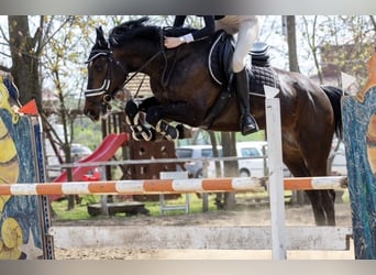 Cheval de sport hongrois, Hongre, 12 Ans, 164 cm, Bai brun