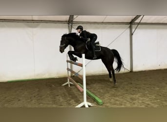 Cheval de sport hongrois, Hongre, 12 Ans, 164 cm, Bai brun