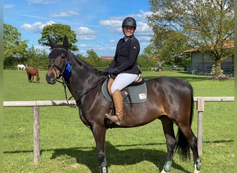 Cheval de sport hongrois, Hongre, 12 Ans, 168 cm, Bai brun